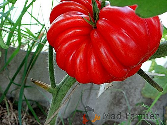 Une sorte fascinante de tomate "Rapunzel": description et photo, comment croître, traiter et soigner