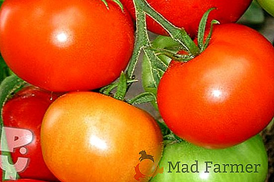 Récolte généreuse à la tomate "Agata": description, caractéristiques et photo de la variété