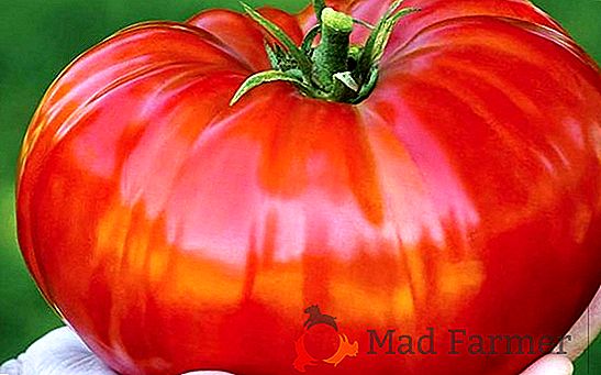 Gigante de tomate de invernadero con un cultivo grande - variedad de tomate "De Barao Tsarsky"