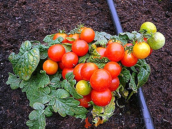 Маленькое солнышко на подоконнике - выращивание томата «Оранжевая» и «Желтая Шапочка»