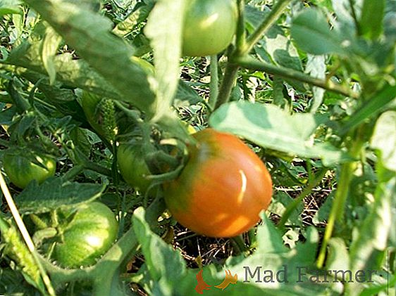 Un buen tomate, un habitante de invernaderos y balcones - tomate "Perla de amarillo"