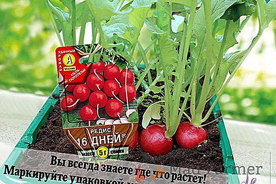 Novidade promissora - variedade de tomate "Boogie Vugi" f1: foto, descrição e dicas para o cultivo