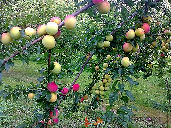 Una meravigliosa varietà ibrida precoce di pomodoro "Katya", con un nome molto bello e una buona resa in pomodoro