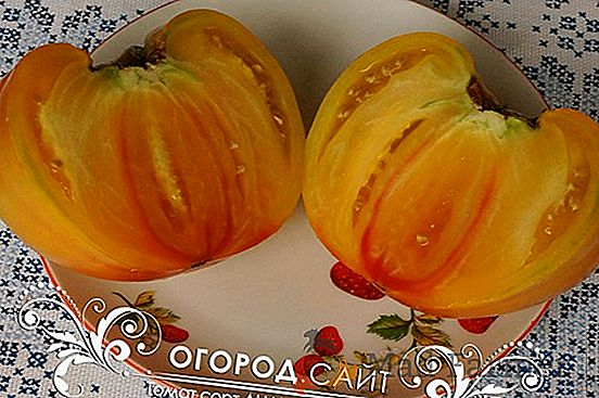 Una rica cosecha de tomate en su invernadero es una descripción de la variedad de tomate "Inseparable Hearts"