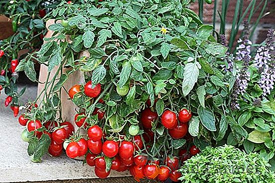 miracol dulce pe pervazul ferestrei - o descriere și caracteristici ale soiurilor de tomate „Merișor în Sahara“