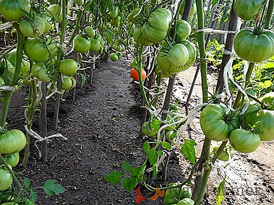 Variedade de tomate, adequado para toda a Rússia - uma descrição do tomate híbrido "Red Dome"
