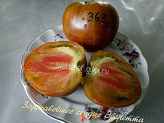 Уникален вид домат "Pulka": пълно описание на домати, предимства и недостатъци, доходност