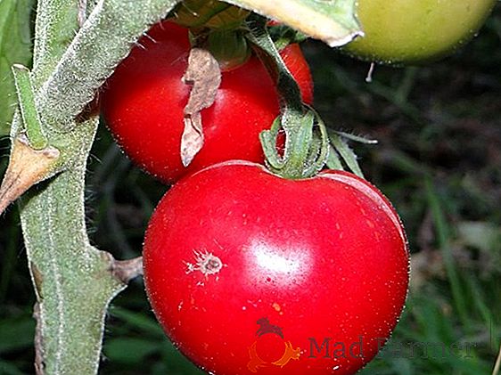 Um tomate universal de maturação precoce chamado "Lazy Miracle", descrição e características de tomate despretensioso