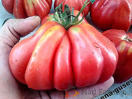 O varietate de adevărați cunoscători este tomato magnifică "Baronul Negru"