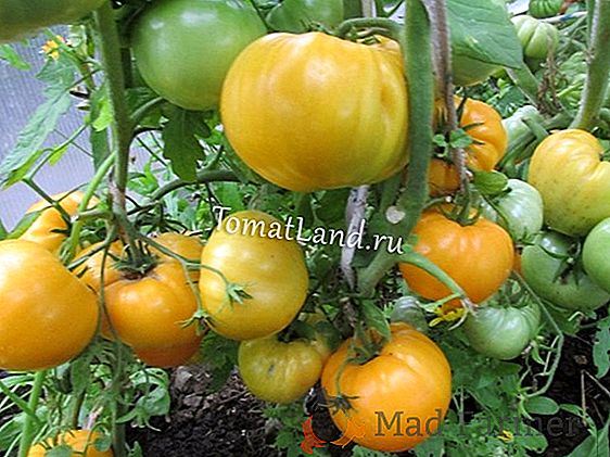 Skvelé lahodné paradajky pre vaše stránky - "Katyusha"