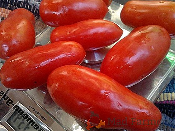 Una variedad sin pretensiones de tomate con grandes frutas deliciosas de la selección siberiana "Koenigsberg"