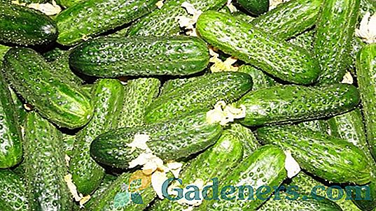 Prednosti gojenja kumaric 