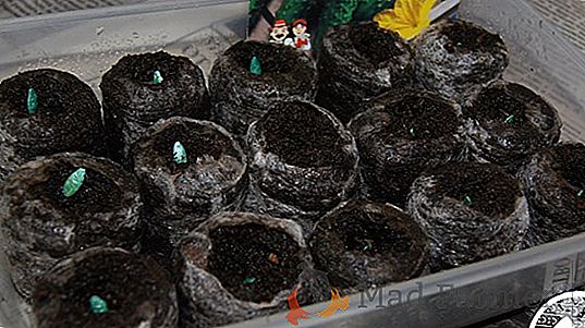 Todos os segredos da preparação de sementes de pepino para semeadura em mudas: como classificar e descartar, as características de desinfecção, germinação e endurecimento
