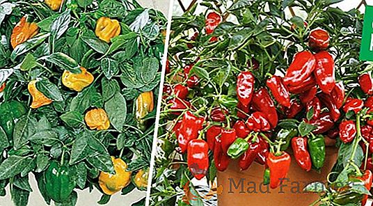 Među različitim sortama rajčice "Sibirski osip" je vrlo popularan