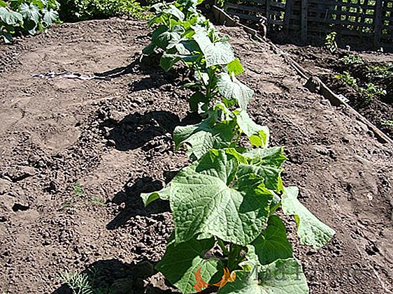 Uma excelente opção para um jardineiro iniciante - uma variedade de tomate "Cosmonaut Volkov"