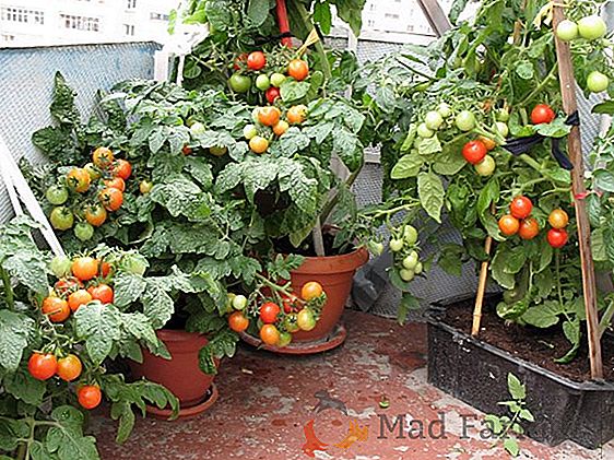 Uma excelente variedade de tomates para iniciantes - tomate "Metelitsa", descrição, características, foto