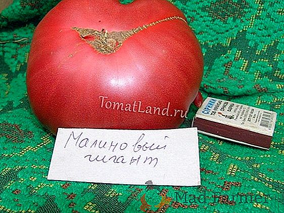 Extraordinário tomate saboroso "King of Giants": características e descrição da variedade, foto