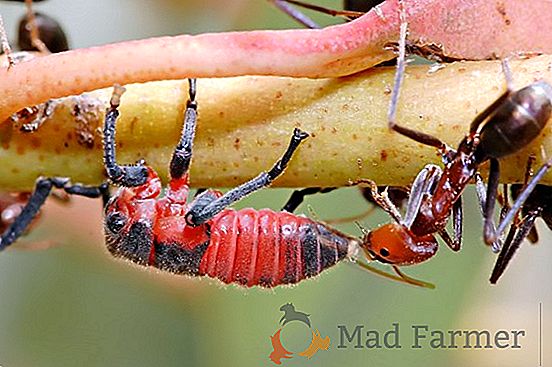 Ant - защитник на гората, градината и човешкото здраве