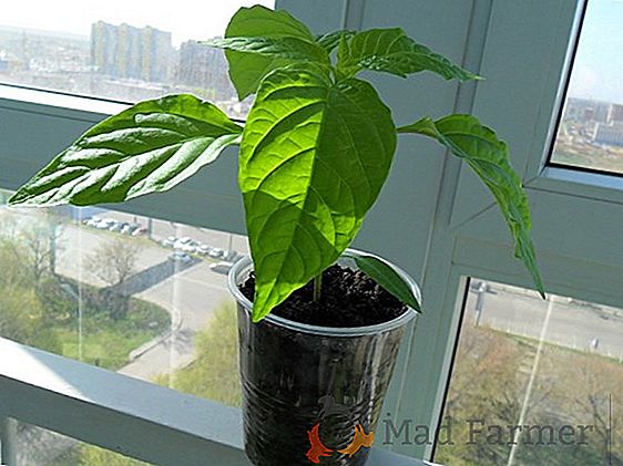 Astrologija će reći! Pepper, sadnja na sadnicama za lunarni kalendar: povoljni dani za sjetvu