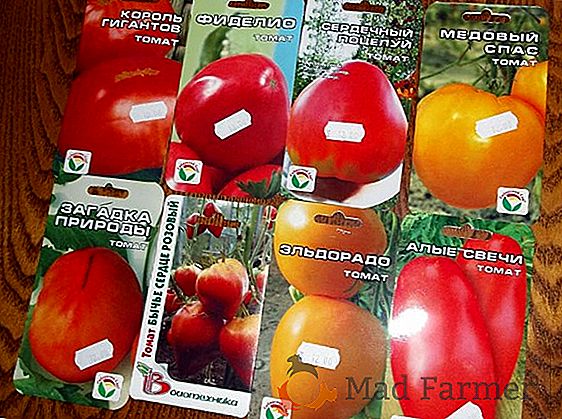Гарний і смачний томат «Російський Богатир»: опис сорту, особливості вирощування, застосування помідорів