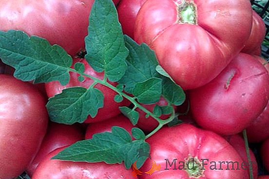 Hermoso y delicioso tomate "Tea Rose": una descripción de la variedad, fotos, consejos para crecer