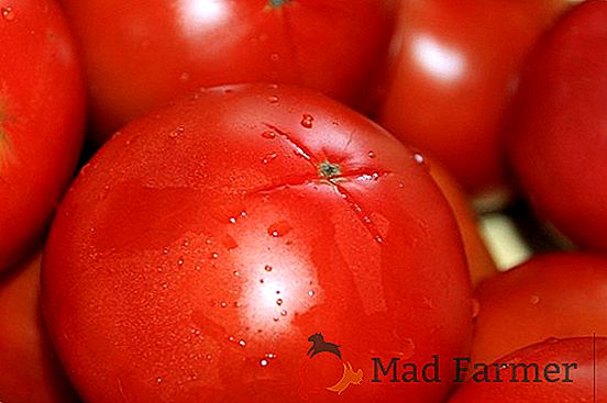 Piękne i smaczne pomidory "Światła Moskwy": wczesne zbiory dla niezbyt doświadczonych ogrodników