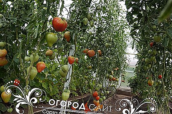 Tomates hermosos y sabrosos - tomate «Naranja ruso 117»