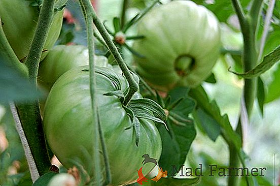 Délicieux, rouge, productive - la description et les caractéristiques de la variété de tomate « Korneevsky »