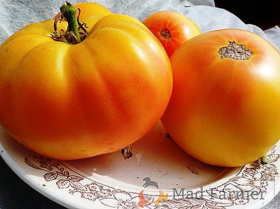 Hermosos, grandes tomates con excelentes cualidades de sabor - variedad de tomate "cúpulas doradas"