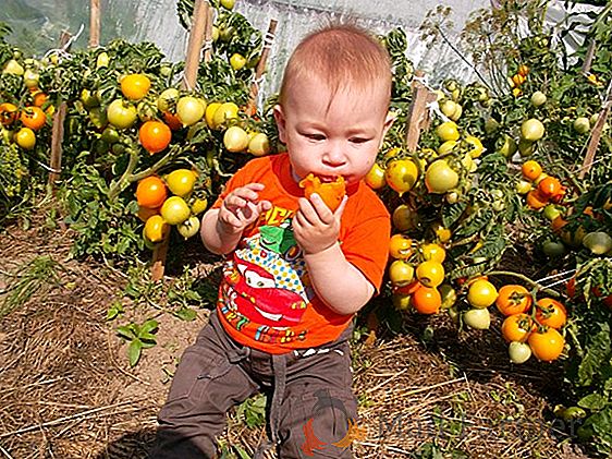 Bellezza e gusto squisito: varietà di pomodori Ghiaccioli gialli, arancioni e neri