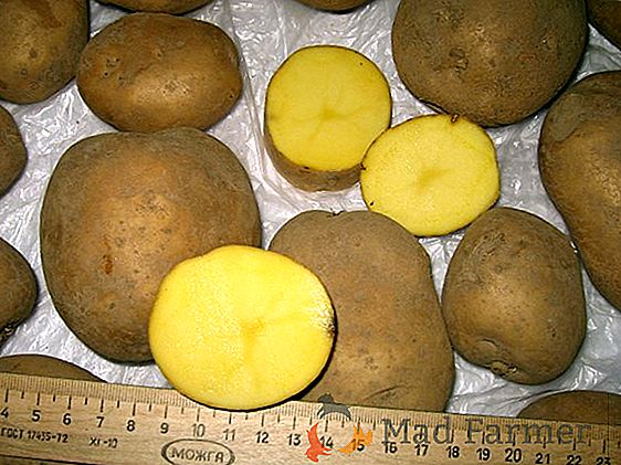 Běloruské brambory "Scarbe" popis odrůdy, vlastnosti, fotografie