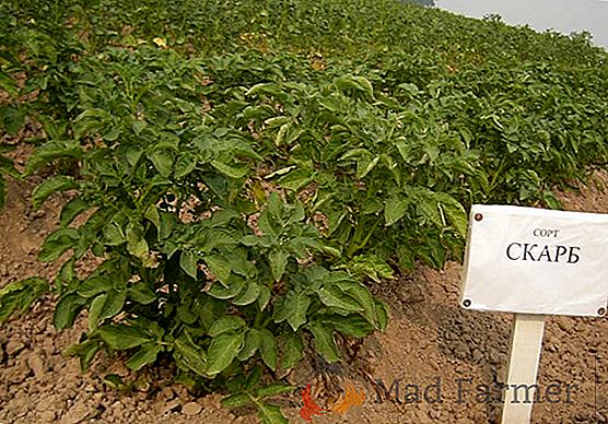 Batatas bielorrussas da variedade Uladar - excelente sabor e simplicidade de cultivo