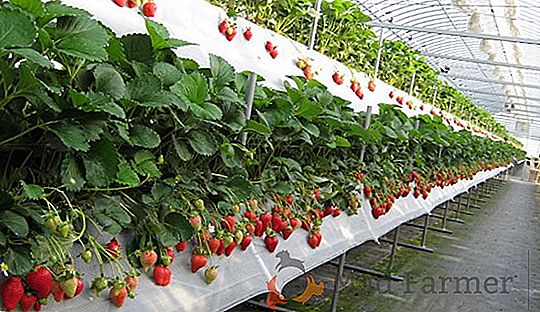 Jagode in posel: rast jagode v rastlinjaku skozi celo leto s pozitivno dobičkonosnostjo