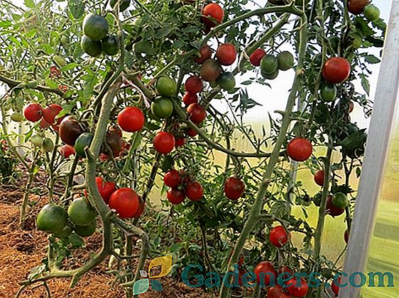 Crna rajčica „Kumata”: opis i pravila uzgoja