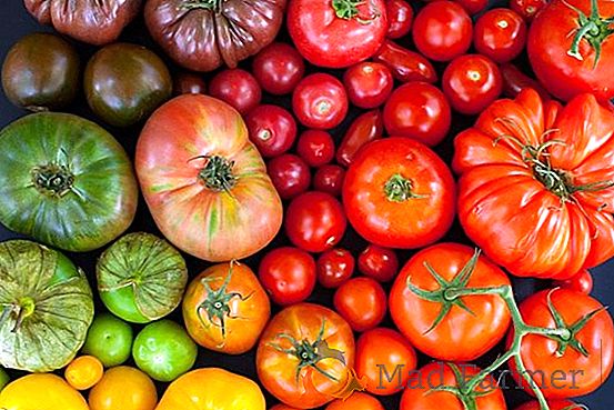 Tomate lumineuse pour la mise en conserve - "Poire Orange": description de la variété, particularités de la culture