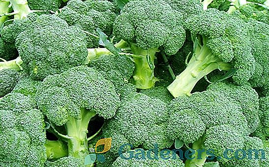 Brokoliai: nauda ir žala, vaistinės savybės ir daržovių sudėtis