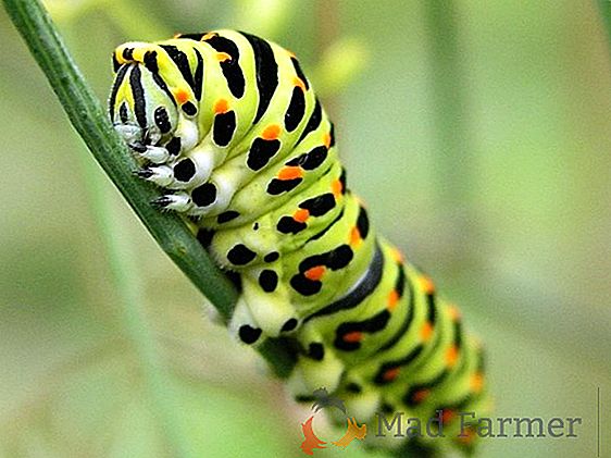 Mariposa polilla de abedul, hermosa y peligrosa plaga