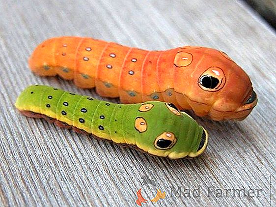 Agrimensor Caterpillar: un vecino increíble pero muy peligroso