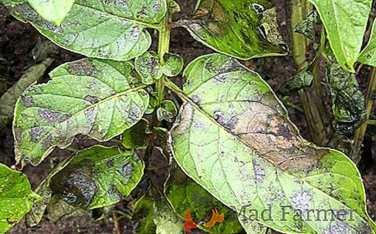 Causas de doenças de plântulas de berinjela e seu controle: fotos de plantas doentes, medidas de prevenção
