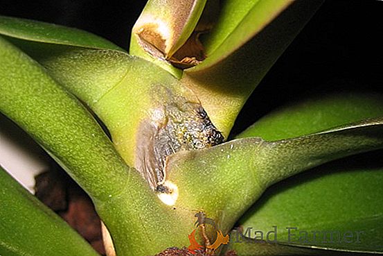 Cuidado! Fusarium murcha de plantas - o que é esse ataque e como se livrar dele?