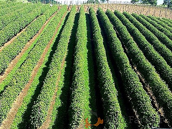 Характеристики, достоинства, особенности выращивания гибридного томата сорта «Кострома»