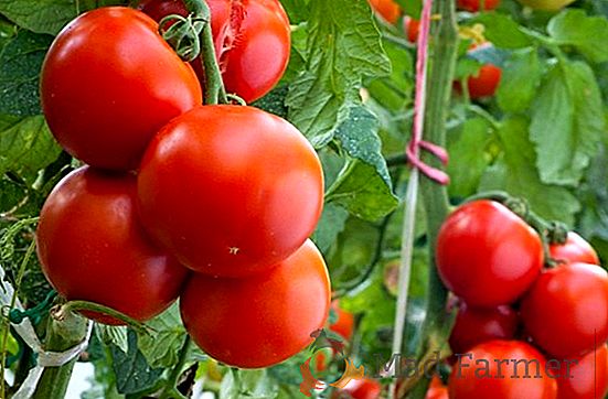 Características e descrição da variedade de tomate Klusha, crescendo ao ar livre e estufas, foto frutas