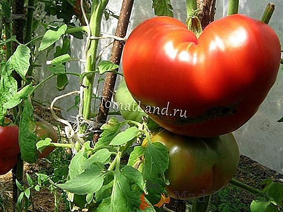 Caratteristiche, descrizione, vantaggi della varietà di pomodori "Palenka F1"