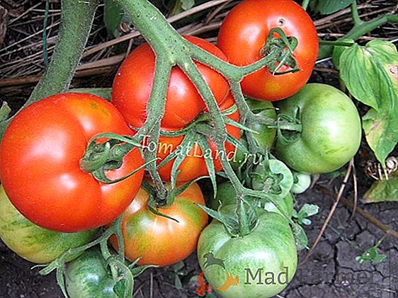 Karakteristike, značajke, prednosti raznolikosti rajčice "Slatka hrpa"