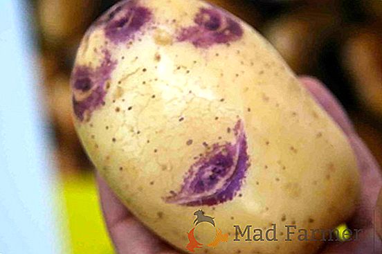 Описание на висококачествения сорт картофи "Hollandka"