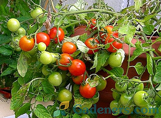 Характеристики на домати от 