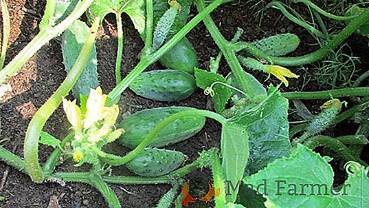 Tipo di insalata controllata - pomodoro Staroselsky: descrizione, foto, consigli per la cura