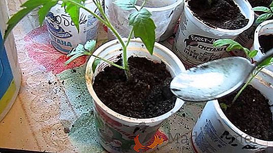 Elija el número cuando en marzo, ponga pimienta en las plántulas? Consejos para elegir una variedad y cómo cuidar adecuadamente las plántulas cuando se plantan en campo abierto