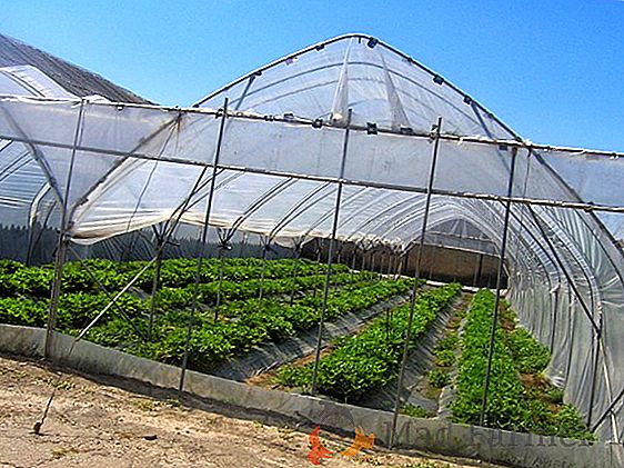 Cilantro: características de plantar y crecer en un invernadero en invierno