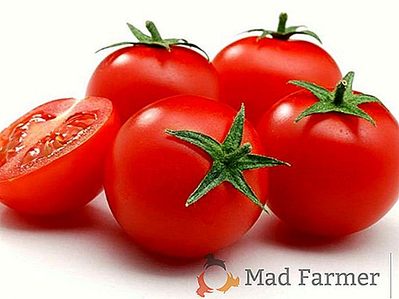 Variété de tomate résistante au froid de la sélection sibérienne "Eternal Call"